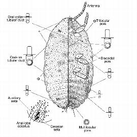   Vryburgia viator  
 Illustration by De Lotto 